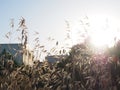 Oat field at sunset, wild oats as a background, solar flare. Royalty Free Stock Photo