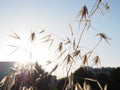 Oat field at sunset, wild oats as a background, solar flare. Royalty Free Stock Photo