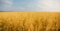 Oat field swaying in the light wind. The concept of agriculture. Sunset. Blurred background. Crop is ready for Royalty Free Stock Photo