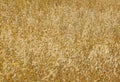 Oat field texture Royalty Free Stock Photo