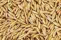 Oat grain background. The texture of raw natural organic seed, top view closeup Royalty Free Stock Photo