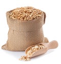 Oat grains in bag and oat flakes in wooden scoop Royalty Free Stock Photo