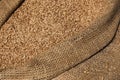 Oat grains in burlap sack, close-up. Barley beans bag