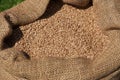 Oat grains in burlap sack, close-up. Barley beans bag