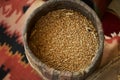 Oat grains in wooden barrel, close-up. Barley beans bowl. Malt or wheat Grains.