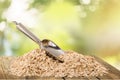 Oat Royalty Free Stock Photo