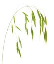 An oat inflorescence Royalty Free Stock Photo