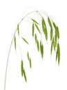 An oat inflorescence Royalty Free Stock Photo