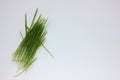 Oat microgreens on a white background. Fresh green sprouted oats. Superfood, vegan and healthy eating Royalty Free Stock Photo