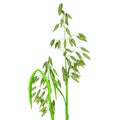 Oat plant