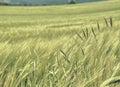 Oat plant in barley field.  Golden Field Agricultural Landscape Royalty Free Stock Photo