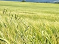 Oat plant in barley field. Golden Field Agricultural Landscape