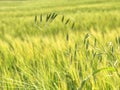 Oat plant in barley field. Golden Field Agricultural Landscape