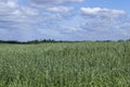 oat plant during cultivation in the field in summer Royalty Free Stock Photo