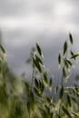 oat plant during cultivation in the field in summer Royalty Free Stock Photo