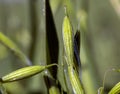 oat plant during cultivation in the field in summer Royalty Free Stock Photo