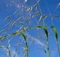 Oat plant with green seeds on blue sky Royalty Free Stock Photo