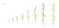 Oat plant growth stages development. Avena sativa. Species of cereal grain. Harvest animation progression. Ripening