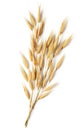 Oat plant Royalty Free Stock Photo