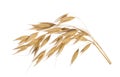 Oat plant isolated on white without shadow clipping path Royalty Free Stock Photo