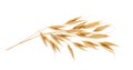 Oat plant isolated on white without shadow clipping path Royalty Free Stock Photo