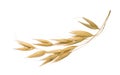 Oat plant isolated on white without shadow clipping path Royalty Free Stock Photo