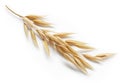 Oat plant Royalty Free Stock Photo