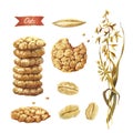 Oat plant, seeds, flakes and cookies watercolor illustration