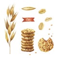 Oat plant, seeds, flakes and cookies watercolor illustration Royalty Free Stock Photo