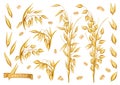 Oat plants, Rolled oats. 3d realistic vector icon set