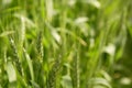 Oat Sativa cereal green field Royalty Free Stock Photo