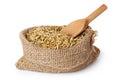 Oat seeds Avena sativa