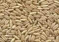 Oat seeds, close up, macro, top view