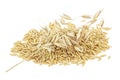 Oat spike with grains isolated on white background. Full depth of field Royalty Free Stock Photo