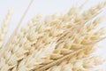 Oat spike isolated on bright background close-up. Bunch of ears