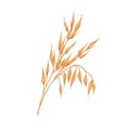 Oat spikelets with ears and grains. Botanical vintage drawing of field cereal plant. Agriculture crop with kernels and Royalty Free Stock Photo
