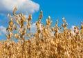 Oat spikes on field Royalty Free Stock Photo