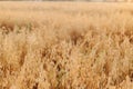 Oat stems in evening  light close up. Summer grain harvest and rural slow life. Oat field in countryside. Atmospheric tranquil Royalty Free Stock Photo