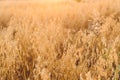 Oat stems in evening  light close up. Summer grain harvest and rural slow life. Oat field in countryside. Atmospheric tranquil Royalty Free Stock Photo