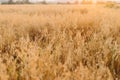 Oat stems in evening light close up. Summer grain harvest and rural slow life. Oat field in countryside. Atmospheric tranquil Royalty Free Stock Photo