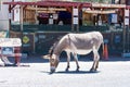 MAY 15 2018 - OATMAN, ARIZONA: Wild burro on the streets of Oatman Arizona, along Route 66, eating from the road