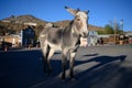 Oatman, AZ, USA, November the 1st, 2019 - A historic ghost town of Oatman in Arizona, donkey on street