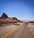 Arizona-Oatman Donkeys 2 Royalty Free Stock Photo