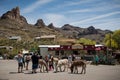 People feeding mules in the City of Oatman on Route 66 in Arizona