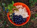 Oatmeal with blueberries in an orange plate on the nature in the forest. Hiker`s breakfast