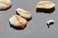 Oatmeal lies in a pile on a black reflective table. It is a lot of porridge. macro-photo. background. light breakfast. background