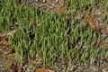 Oats as Cover Crop Royalty Free Stock Photo