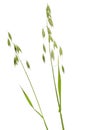 Oats (Avena) plant on white