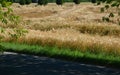 Oats, barley is ripe and yellow, strong storms caused the stalks to lie on the ground. the harvesters worsen the harvest and may r Royalty Free Stock Photo