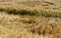 Oats, barley is ripe and yellow, strong storms caused the stalks to lie on the ground. the harvesters worsen the harvest and may r Royalty Free Stock Photo
